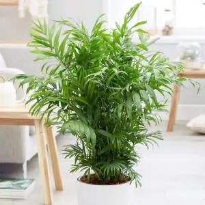 Chamaedorea elegans - Parlor Palm