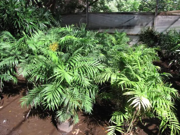 Chamaedorea elegans - Parlor Palm - Image 2