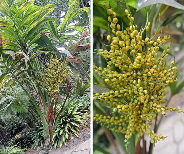 Chamaedorea elegans - Parlor Palm - Image 6