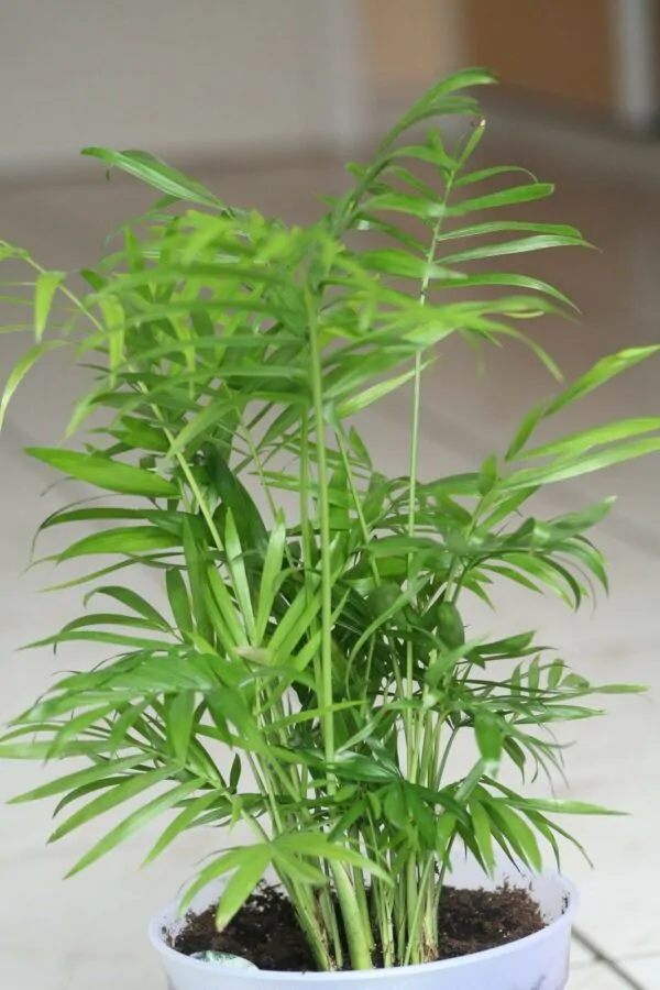Chamaedorea elegans - Parlor Palm - Image 8