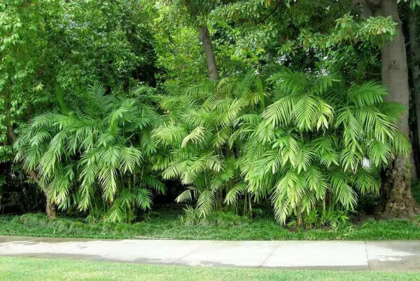 Chamaedorea seifrizii - Seifriz's Bamboo Palm - Image 2