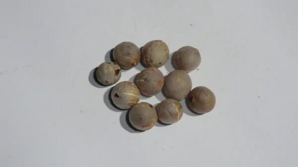 Chamaedorea seifrizii - Seifriz's Bamboo Palm - Image 5