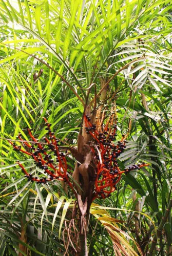 Chamaedorea seifrizii - Seifriz's Bamboo Palm - Image 6