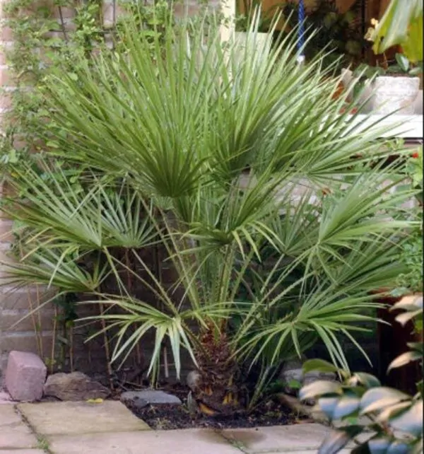 Chamaerops humilis var. cerifera - Blue Mediterranean Fan Palm