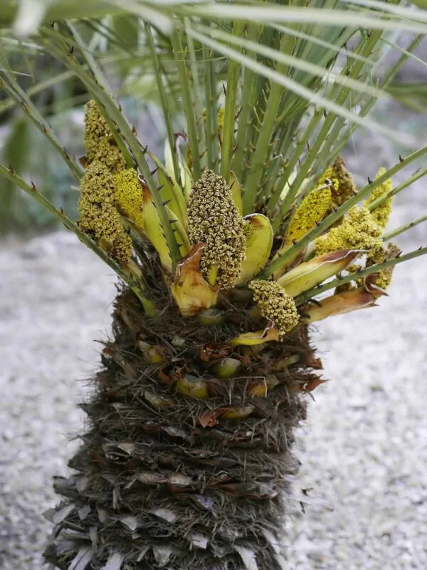 Chamaerops humilis var. cerifera - Blue Mediterranean Fan Palm - Image 2