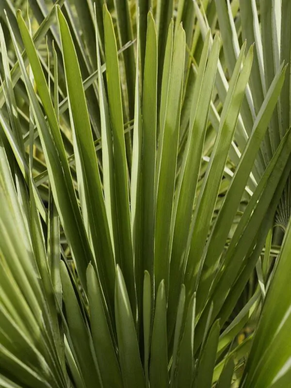 Chamaerops humilis var. cerifera - Blue Mediterranean Fan Palm - Image 3