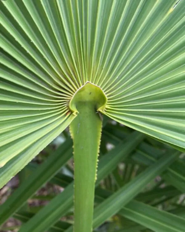 Chamaerops humilis var. cerifera - Blue Mediterranean Fan Palm - Image 5