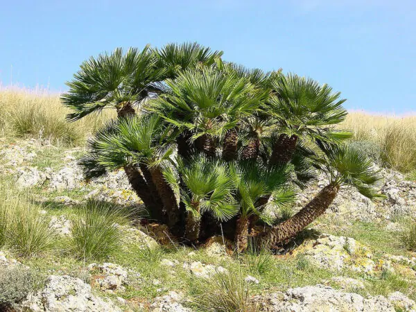 Chamaerops humilis var. cerifera - Blue Mediterranean Fan Palm - Image 6