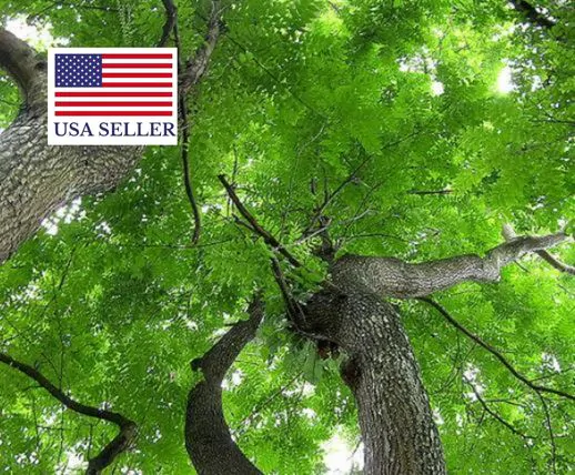 Chukrasia tabularis - White cedar, Indian mahogany, Indian sequoia, Burmese almond, bastard cedar - Image 2