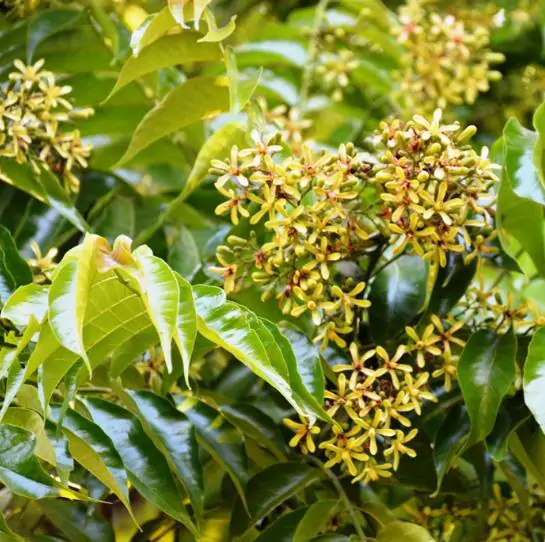 Chukrasia tabularis - White cedar, Indian mahogany, Indian sequoia, Burmese almond, bastard cedar - Image 11