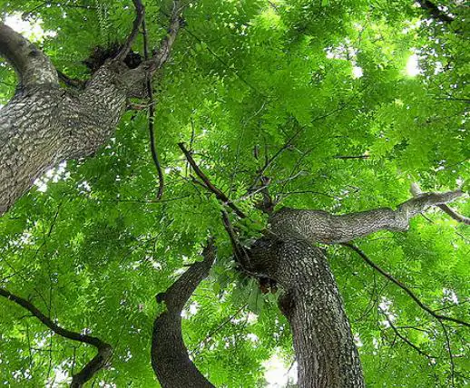Chukrasia tabularis - White cedar, Indian mahogany, Indian sequoia, Burmese almond, bastard cedar - Image 15