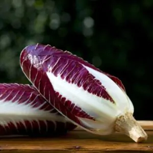 Cichorium intybus 'Rossa Di Treviso' - Purple Italian Endive, Purple Treviso Chicory, Radicchio