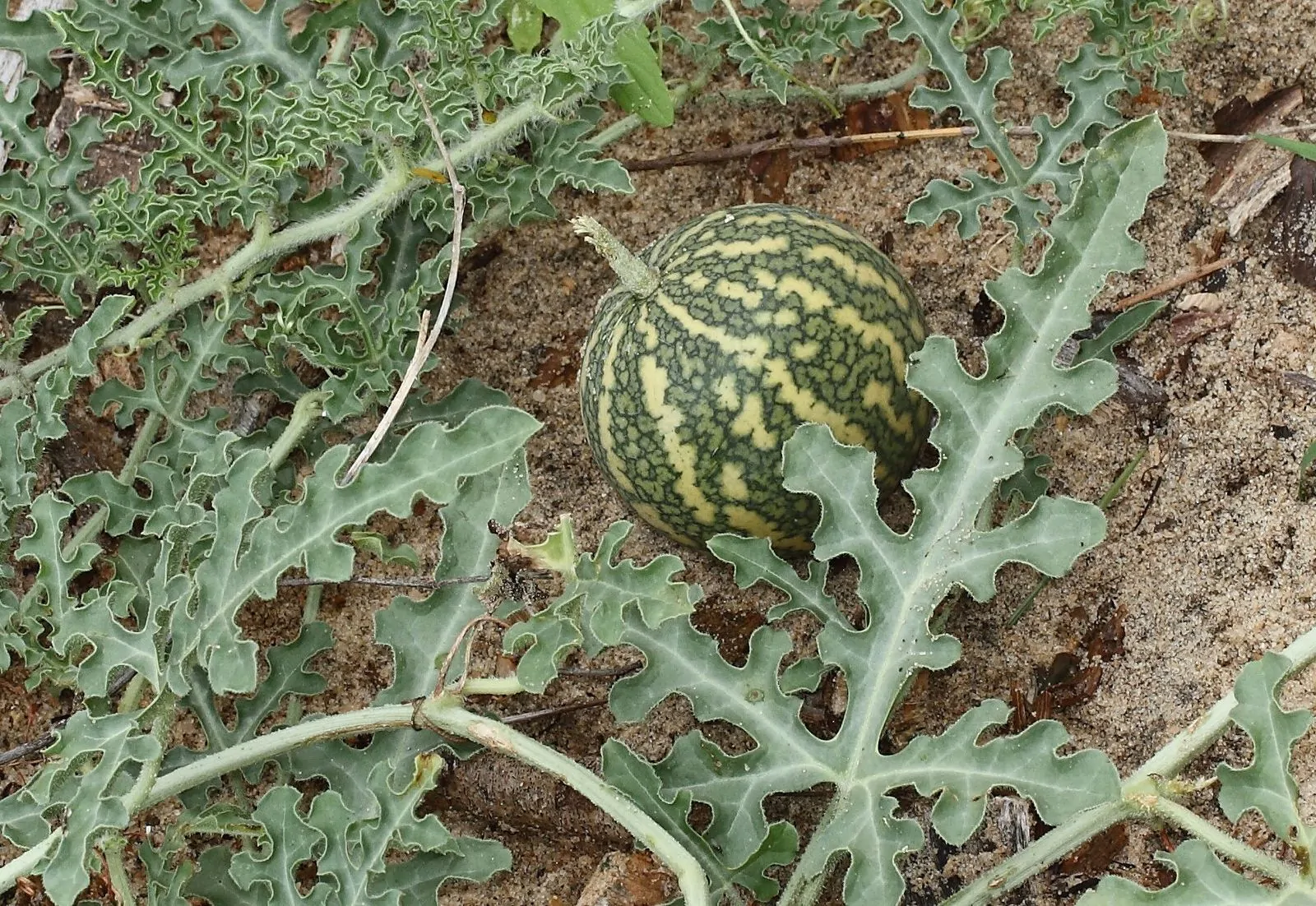 Citrullus colocynthis - Abu Jahls melon