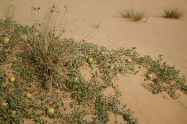 Citrullus colocynthis - Abu Jahls melon - Image 3