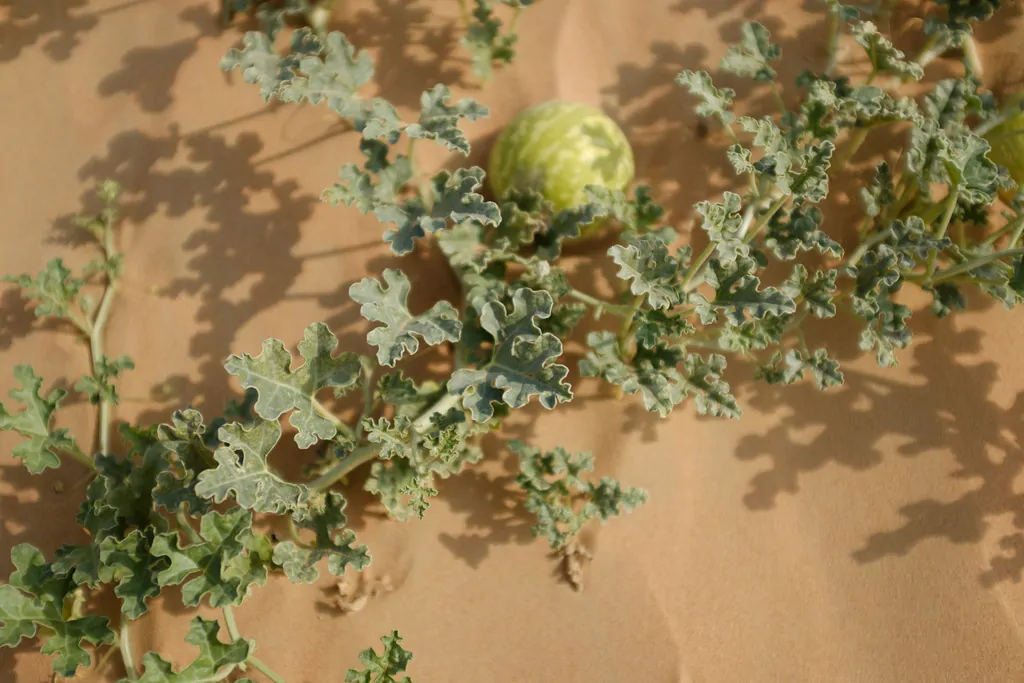 Citrullus colocynthis - Abu Jahls melon - Image 4