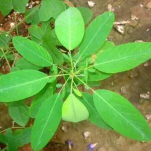 Codariocalyx motorius / Desmodium gyrans green midrib - Telegraph Plant