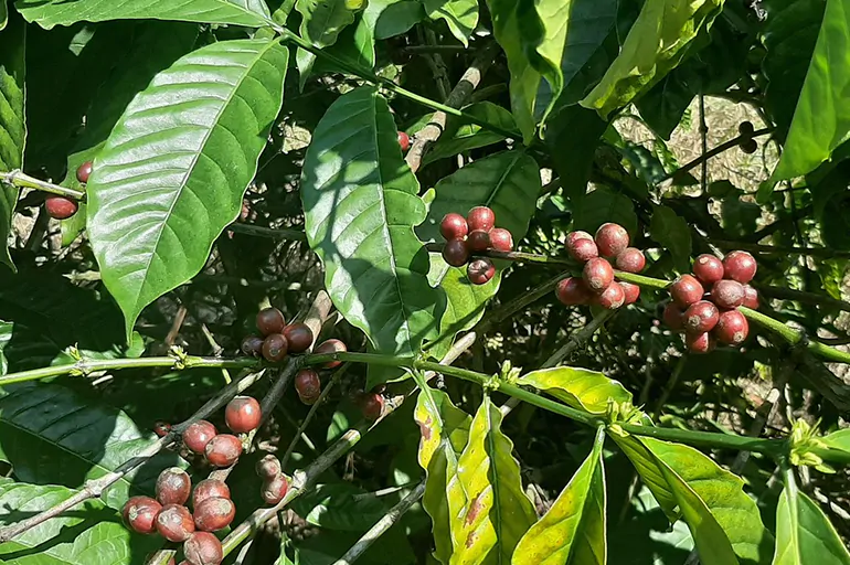 Coffea canephora - Robusta coffee
