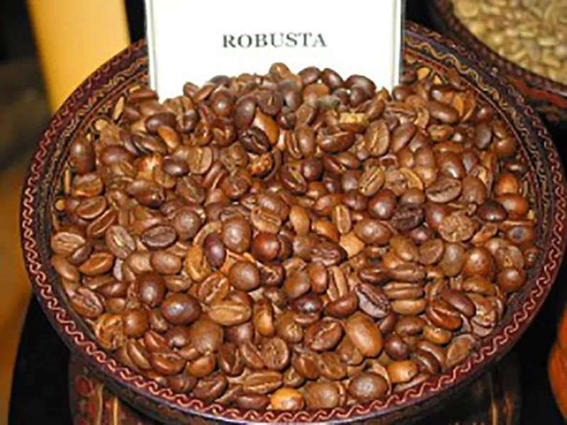 Coffea canephora - Robusta coffee - Image 4