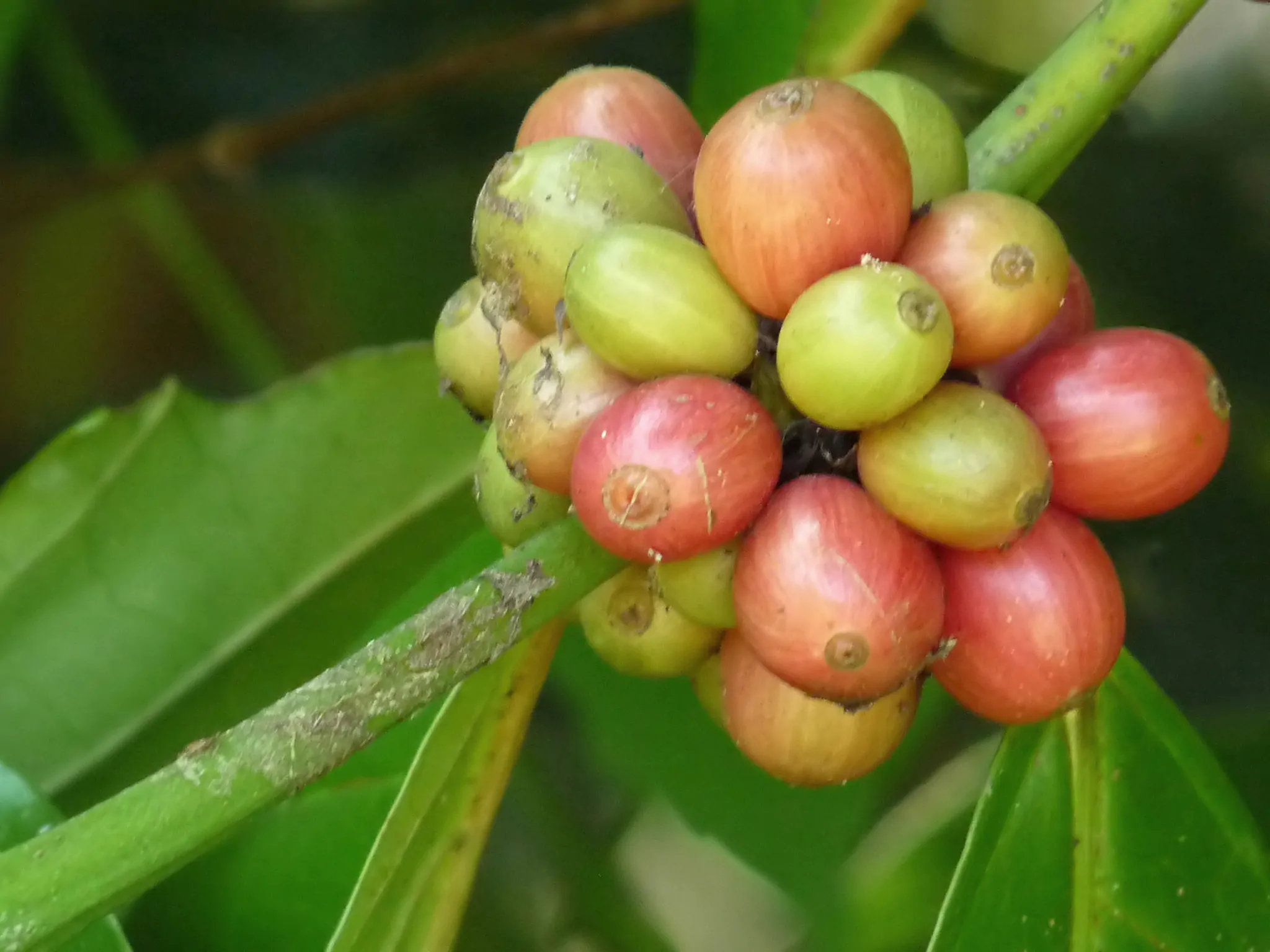 Coffea canephora - Robusta coffee - Image 5