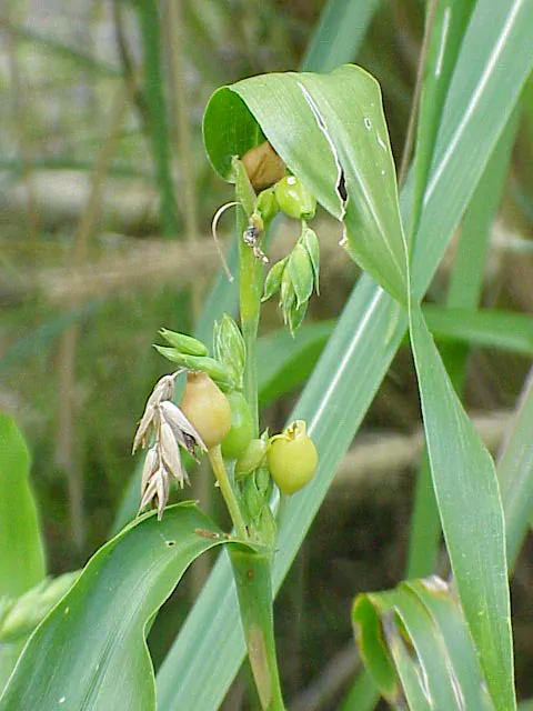 Coix lacryma jobi - Job s tears, Adlay or Adlay Millet