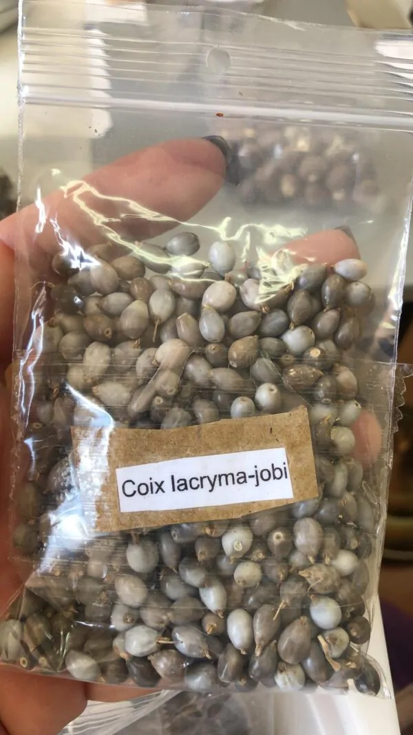 Coix lacryma jobi - Job s tears, Adlay or Adlay Millet - Image 2