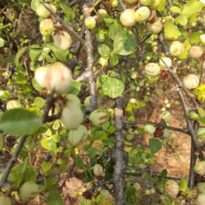Commiphora berryi - Commiphora berryi