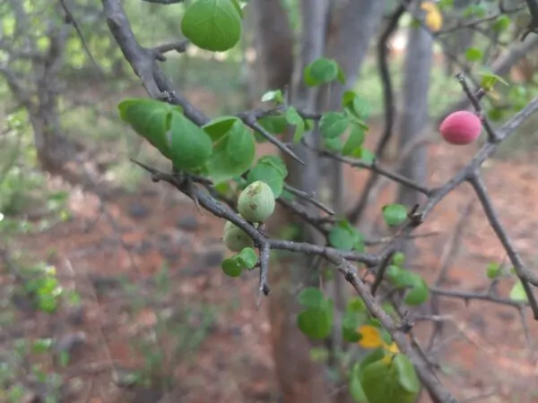 Commiphora berryi - Commiphora berryi - Image 4