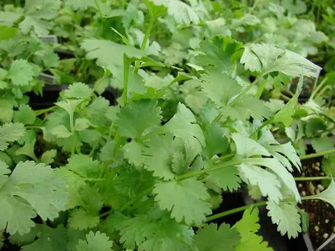Coriandrum sativum - Coriander, Cilantro - Image 6