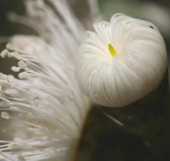 Corymbia eximia - Yellow Bloodwood, Eucalipto Gold Gum, Dwarf Golden Gum, Dwarf, Corymbia Nana