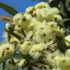 Corymbia eximia - Yellow Bloodwood, Eucalipto Gold Gum, Dwarf Golden Gum, Dwarf, Corymbia Nana - Image 4
