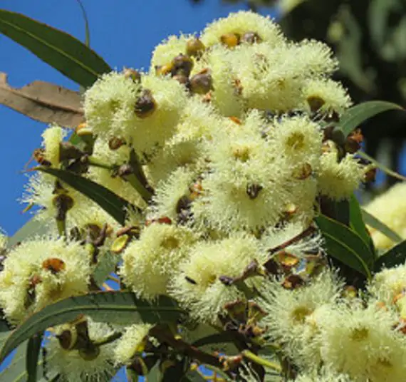 Corymbia eximia - Yellow Bloodwood, Eucalipto Gold Gum, Dwarf Golden Gum, Dwarf, Corymbia Nana - Image 4