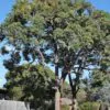 Corymbia eximia - Yellow Bloodwood, Eucalipto Gold Gum, Dwarf Golden Gum, Dwarf, Corymbia Nana - Image 5