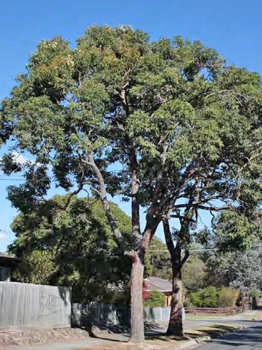 Corymbia eximia - Yellow Bloodwood, Eucalipto Gold Gum, Dwarf Golden Gum, Dwarf, Corymbia Nana - Image 5
