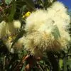 Corymbia eximia - Yellow Bloodwood, Eucalipto Gold Gum, Dwarf Golden Gum, Dwarf, Corymbia Nana - Image 6