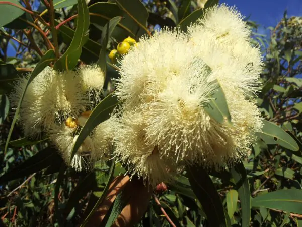Corymbia eximia - Yellow Bloodwood, Eucalipto Gold Gum, Dwarf Golden Gum, Dwarf, Corymbia Nana - Image 6