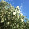 Corymbia eximia - Yellow Bloodwood, Eucalipto Gold Gum, Dwarf Golden Gum, Dwarf, Corymbia Nana - Image 7