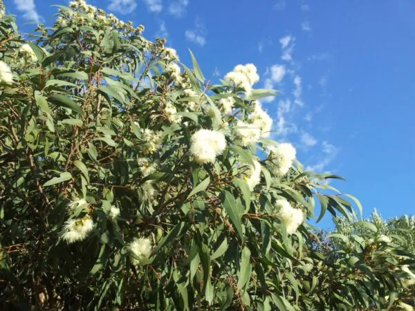 Corymbia eximia - Yellow Bloodwood, Eucalipto Gold Gum, Dwarf Golden Gum, Dwarf, Corymbia Nana - Image 7