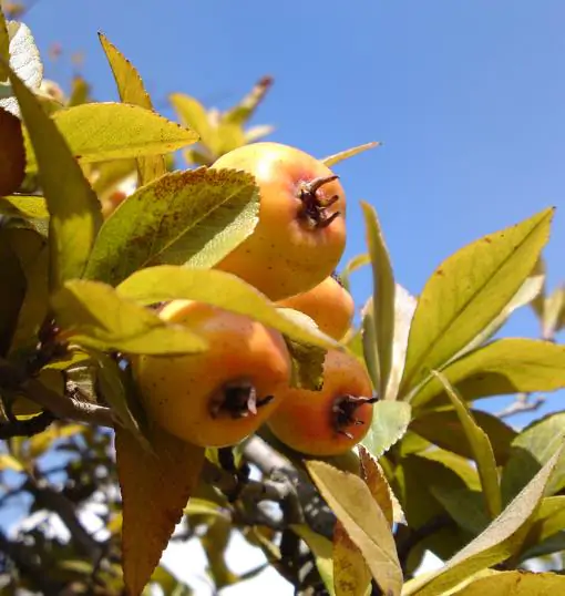 Crataegus mexicana - Heart Plant, Mexican Punch, Tejocote, Hawthorn Berry, Small Mexican Apple