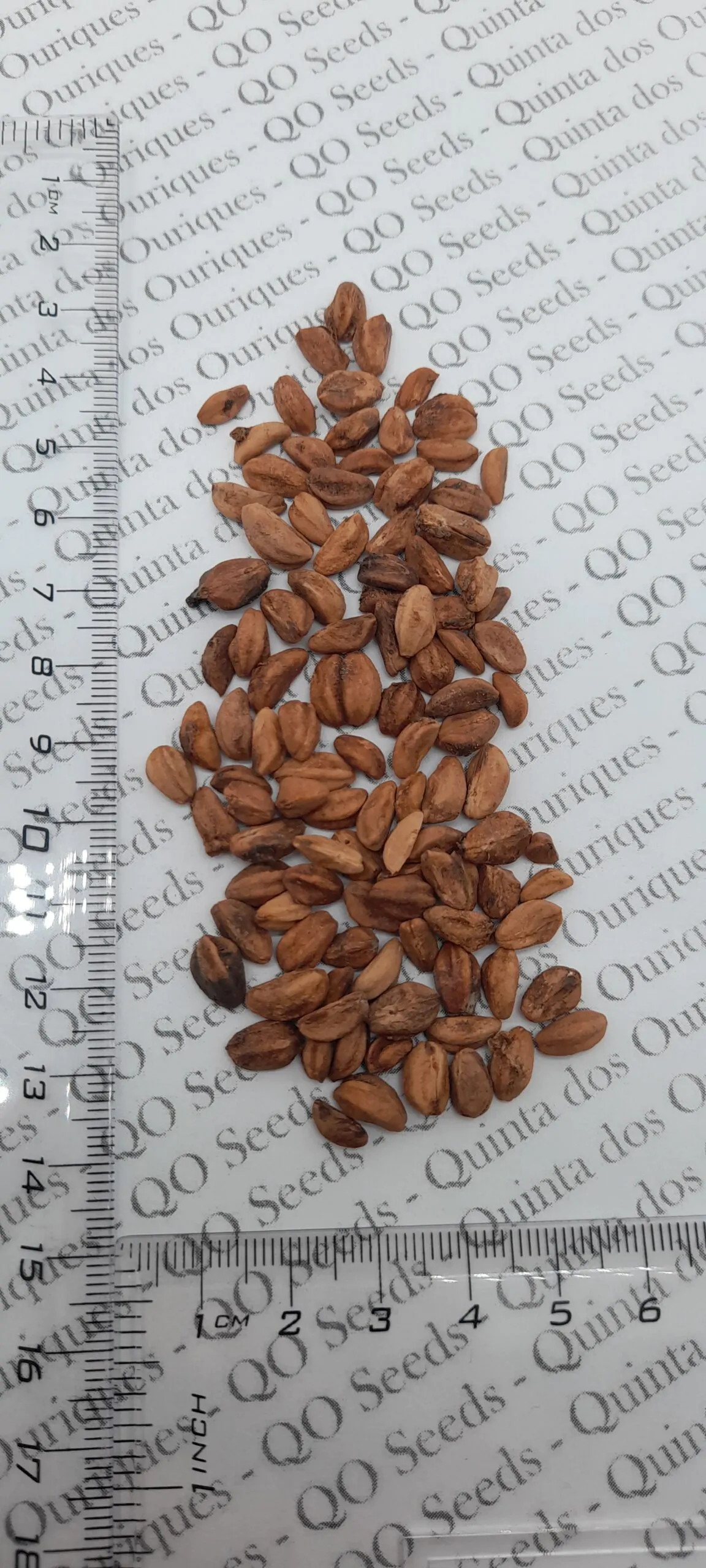 Crataegus mexicana - Heart Plant, Mexican Punch, Tejocote, Hawthorn Berry, Small Mexican Apple - Image 2