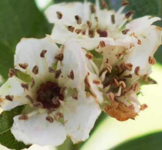Crataegus mexicana - Heart Plant, Mexican Punch, Tejocote, Hawthorn Berry, Small Mexican Apple - Image 3