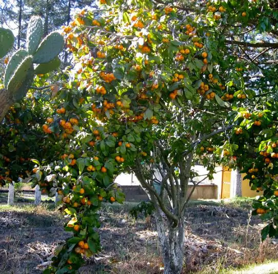 Crataegus mexicana - Heart Plant, Mexican Punch, Tejocote, Hawthorn Berry, Small Mexican Apple - Image 4