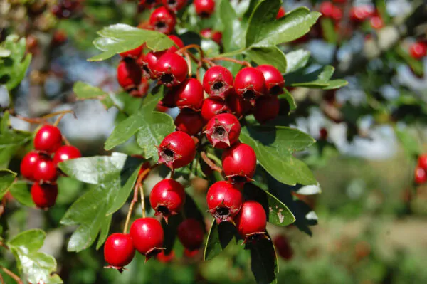 Crataegus ssp. Mix - Hawthorn, Quickthorn, Thornapple, May-Tree, Whitethorn, Hawberry - Image 6
