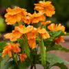 Crossandra infundibuliformis - Orange marmalade, firecracker flower