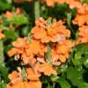 Crossandra infundibuliformis - Orange marmalade, firecracker flower - Image 2