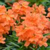 Crossandra infundibuliformis - Orange marmalade, firecracker flower - Image 3