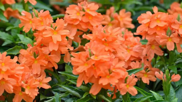 Crossandra infundibuliformis - Orange marmalade, firecracker flower - Image 3