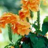 Crossandra infundibuliformis - Orange marmalade, firecracker flower - Image 4
