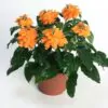 Crossandra infundibuliformis - Orange marmalade, firecracker flower - Image 5