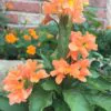 Crossandra infundibuliformis - Orange marmalade, firecracker flower - Image 6