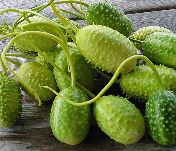 Cucumis anguria - Burr Cucumber, maroon cucumber - Image 3